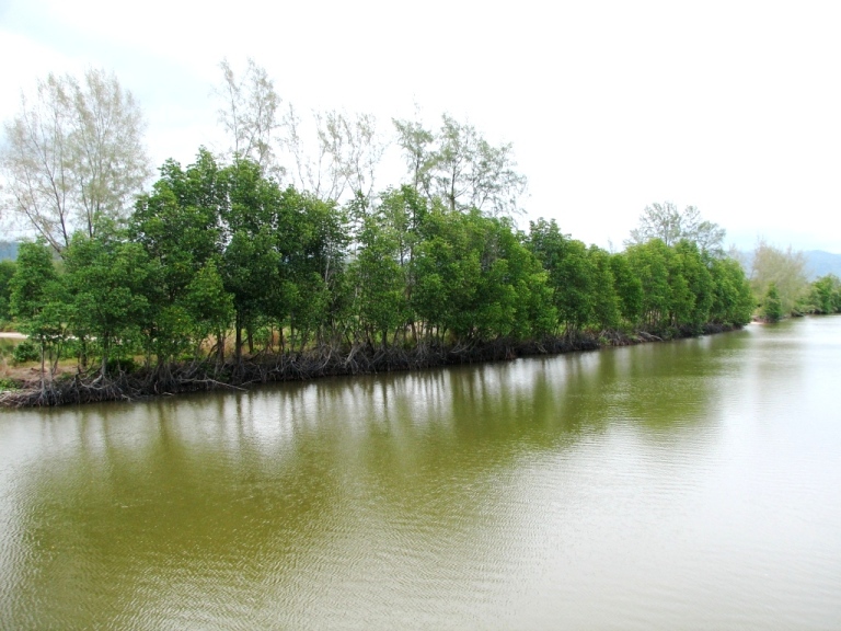 Мангровые посадки вдоль канала
