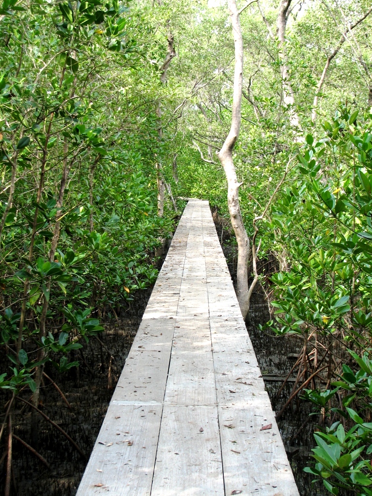 Тропинка в мангровый лес. 